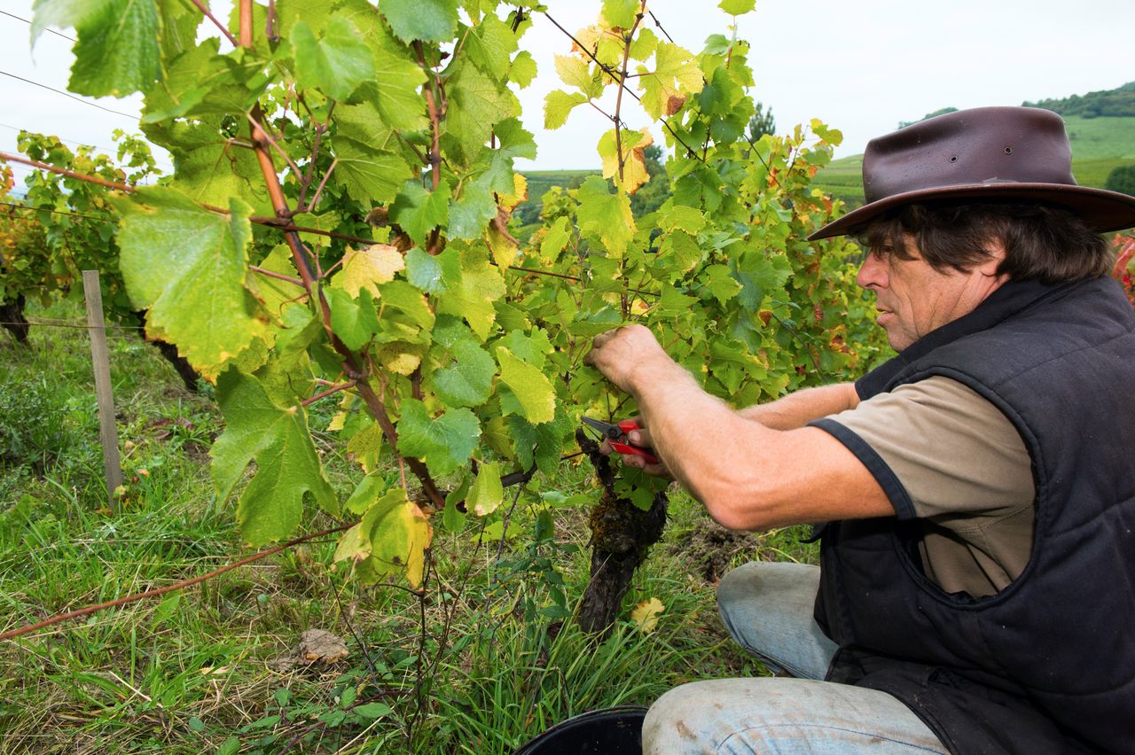 Vins Vigneron Philippe Bornard 8959